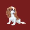 flat750x075f pad750x750f8f8f8 12 - Cavalier King Charles Spaniel Gifts