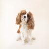 flat750x075f pad750x750f8f8f8 13 - Cavalier King Charles Spaniel Gifts