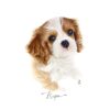 flat750x075f pad750x750f8f8f8 21 - Cavalier King Charles Spaniel Gifts