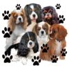 flat750x075f pad750x750f8f8f8 28 - Cavalier King Charles Spaniel Gifts