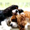 flat750x075f pad750x750f8f8f8 29 - Cavalier King Charles Spaniel Gifts