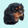 flat750x075f pad750x750f8f8f8 35 - Cavalier King Charles Spaniel Gifts