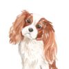 il 1000xN.4826462771 3y37 - Cavalier King Charles Spaniel Gifts