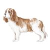 il 1000xN.4847732067 fts3 - Cavalier King Charles Spaniel Gifts
