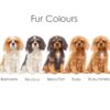 il 1000xN.5257328949 oh41 - Cavalier King Charles Spaniel Gifts